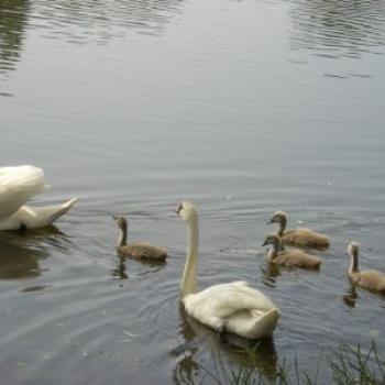Schwäne auf dem Teich